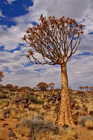 021 Quiver Tree forest, kokerbomen.JPG